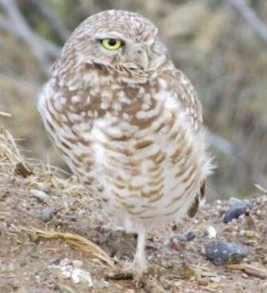 Burrowing Owl Habitat Assessment Camp Pendleton Burrowing Owl, Leatherman BioConsulting, SoCal
