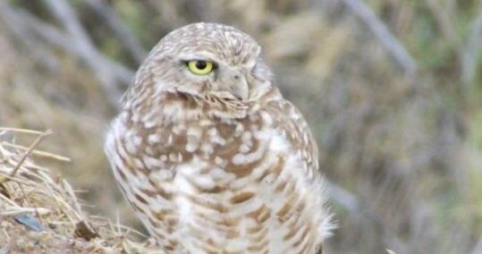 Camp Pendleton Burrowing Owl Habitat Assessment and Survey