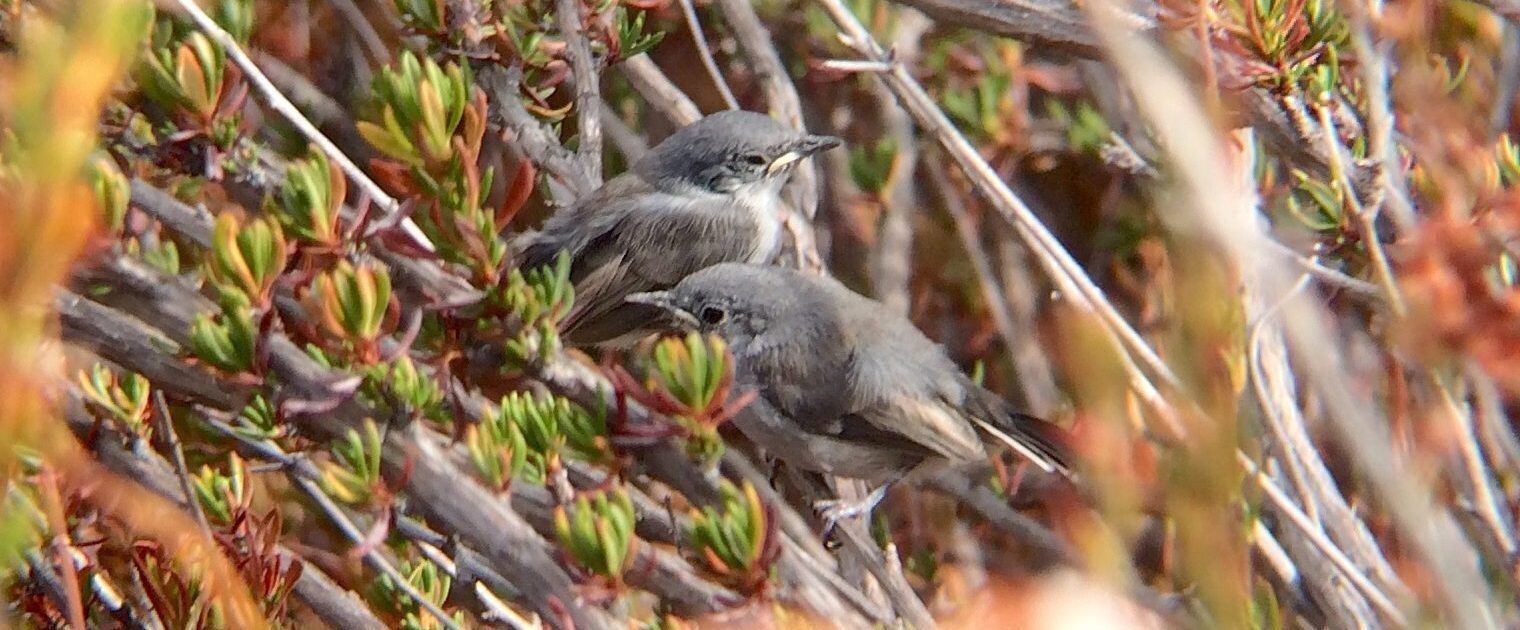 California Gnatcatcher Studies California Gnatcatcher Studies