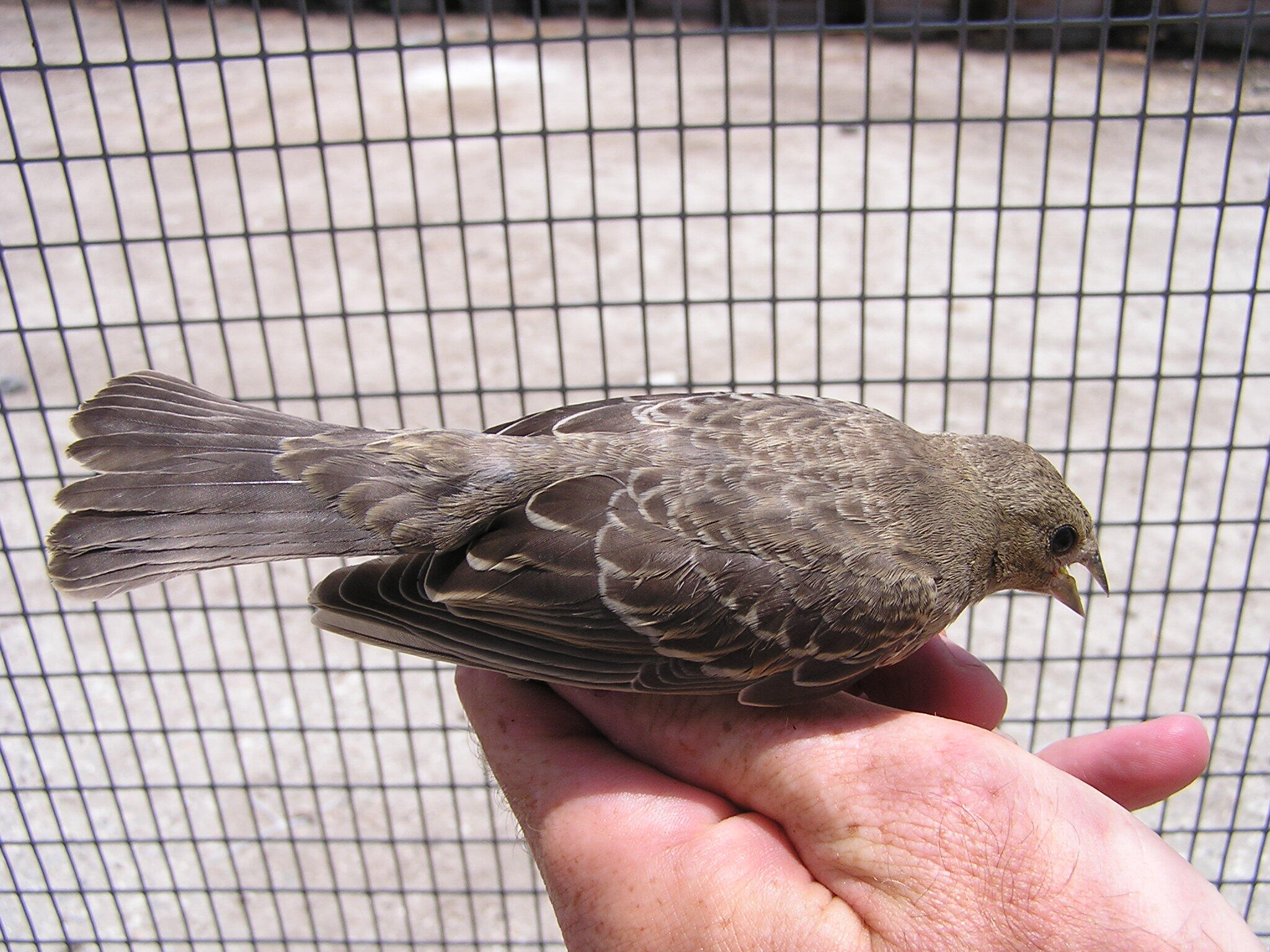 Brown-Headed Cowbird Control Programs Brown-Headed Cowbird Control, Leatherman BioConsulting