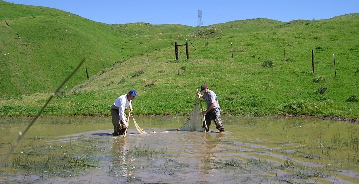 Northlake Development Western Spadefoot Toad Relocation Program Northlake Development Western Spadefoot Toad Relocation Program