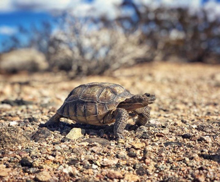 Leatherman BioConsulting, Biological Surveys, Southern California