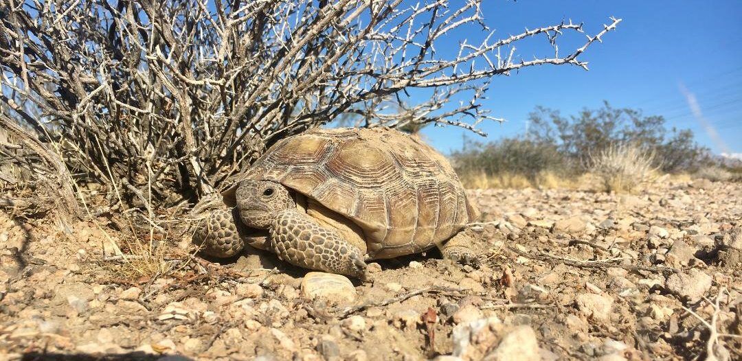 Desert Tortoise Monitoring Emergency Bridge Repair along National Trails Highway Desert Tortoise Monitoring Emergency Bridge Repair along National Trails Highway