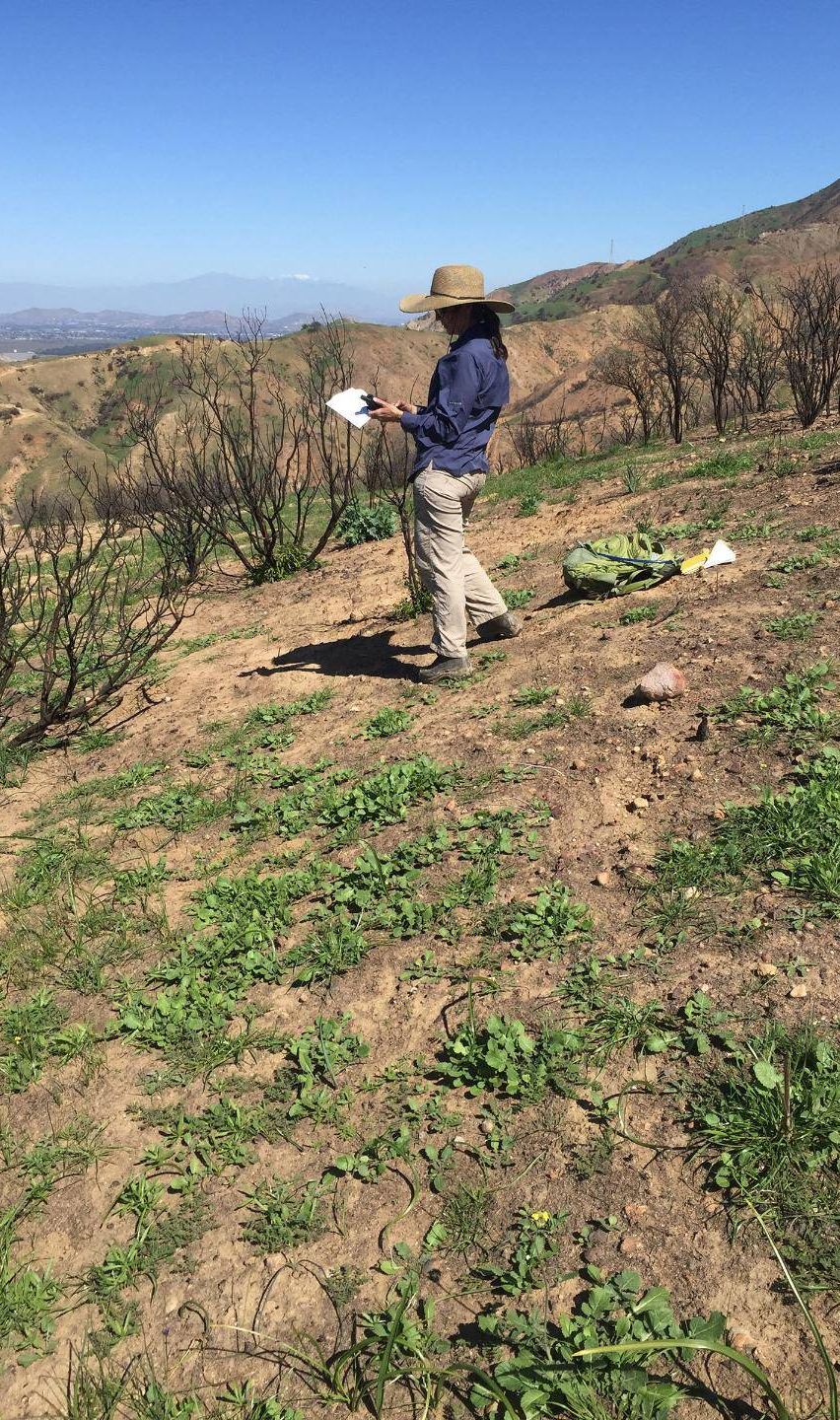 Sandy, Canyon Fire Special Status Plant Survey & Botanical Inventory Canyon Fire Plant Survey, Leatherman BioConsulting, SoCal