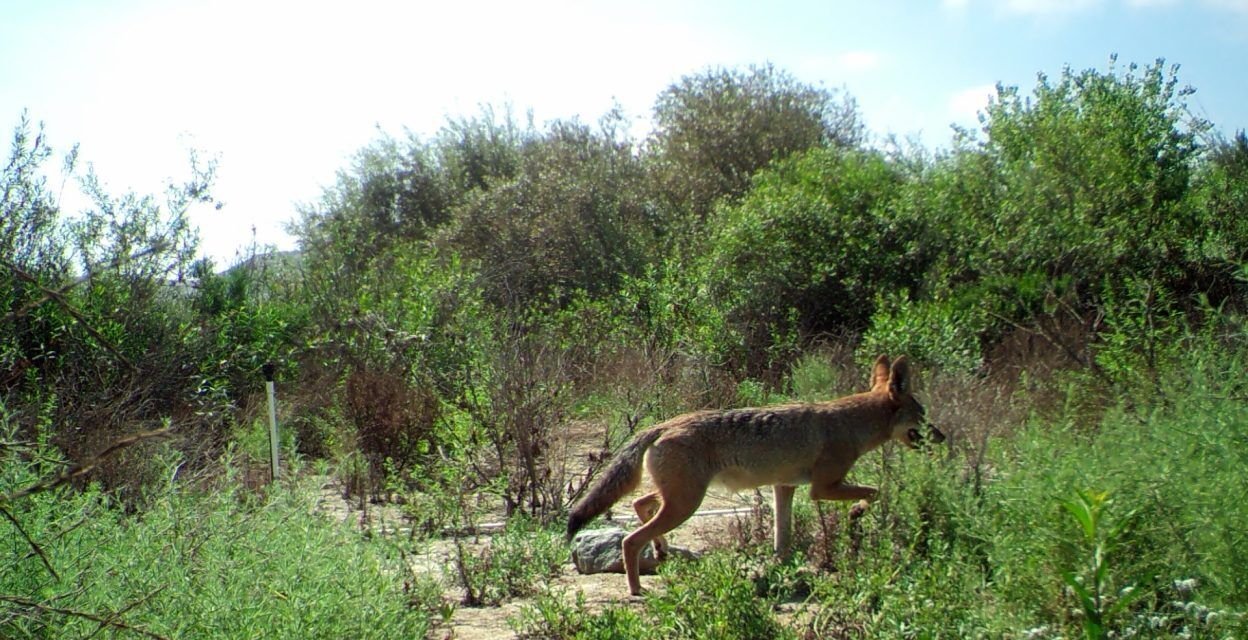 Marine Corps Air Station Camp Pendleton Wildlife Inventory Marine Corps Air Station Camp Pendleton Wildlife Inventory