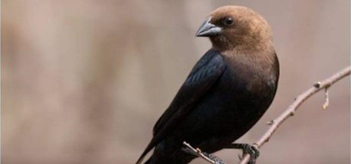 Brown-headed Cowbird Brown-headed Cowbird Control Programs