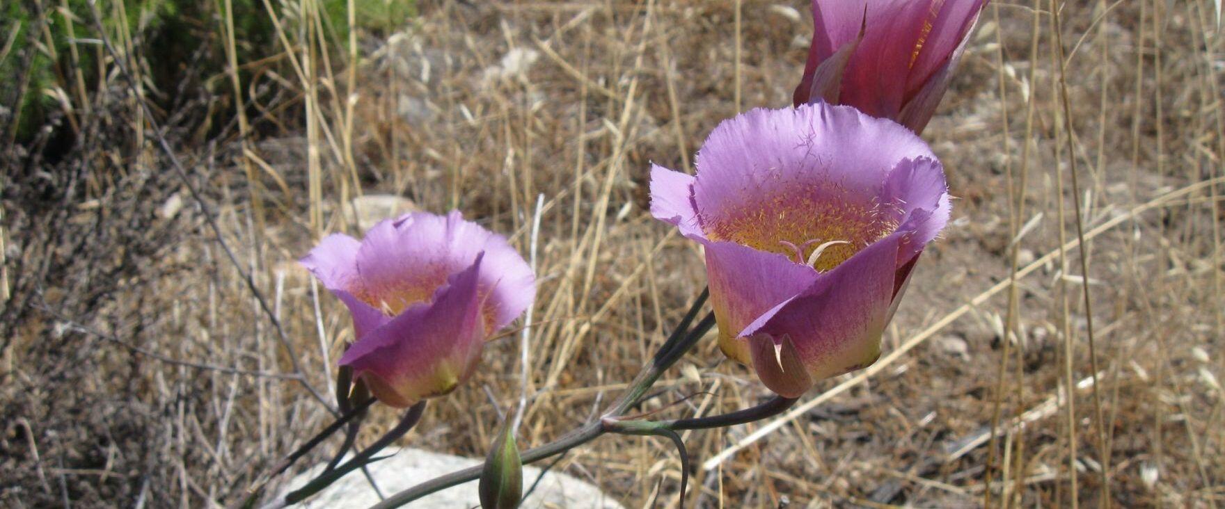 Orange County Rare Plant Surveys, Leatherman BioConsulting