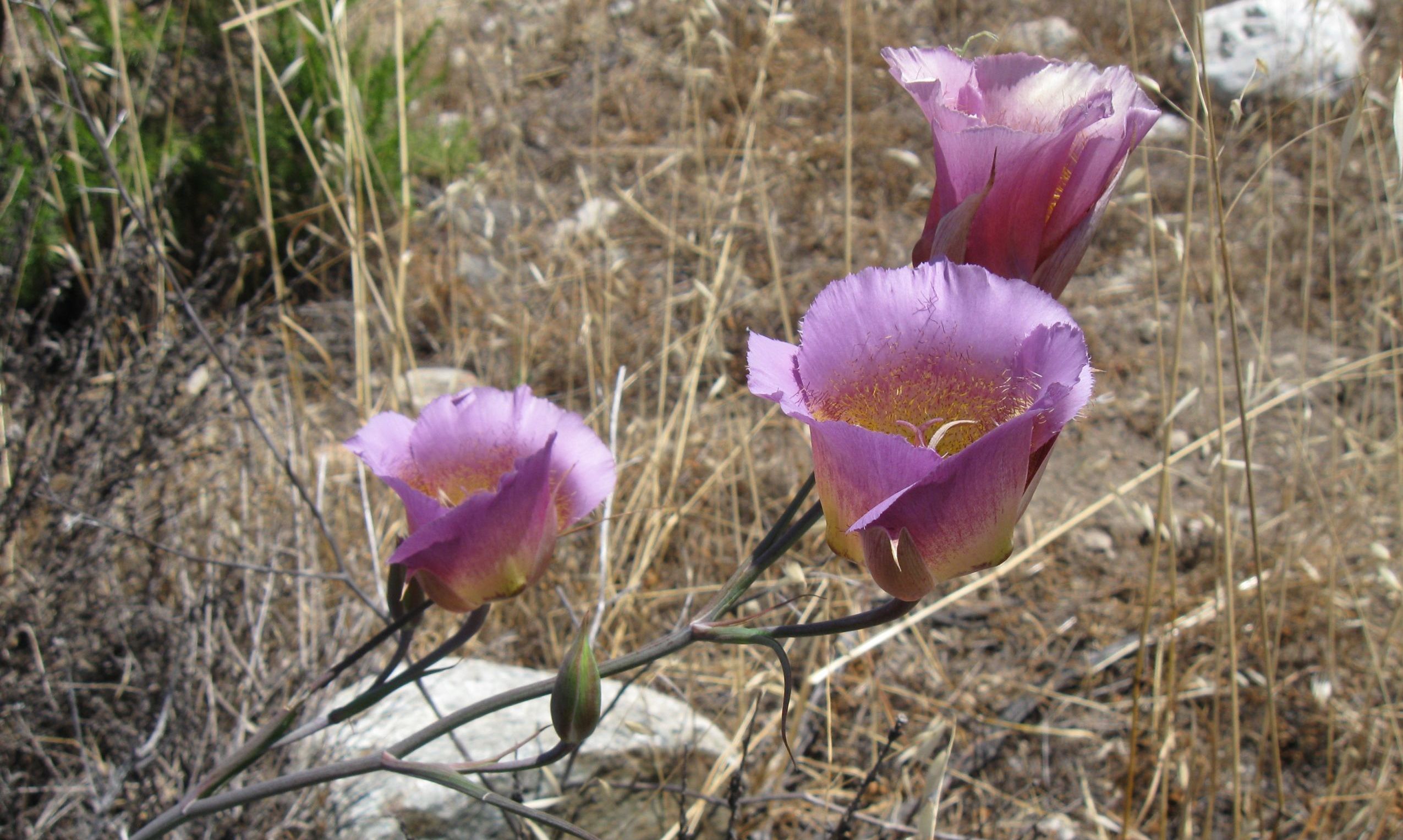 Calochortus 3 intermediate mariposa lily Calochortus
