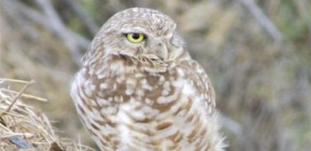 Camp Pendleton Burrowing Owl Habitat Assessment, Survey Camp Pendleton Burrowing Owl Habitat Assessment and Survey