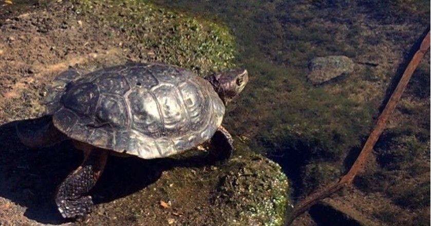 Pardee Reservoir Western Pond Turtle Translocation