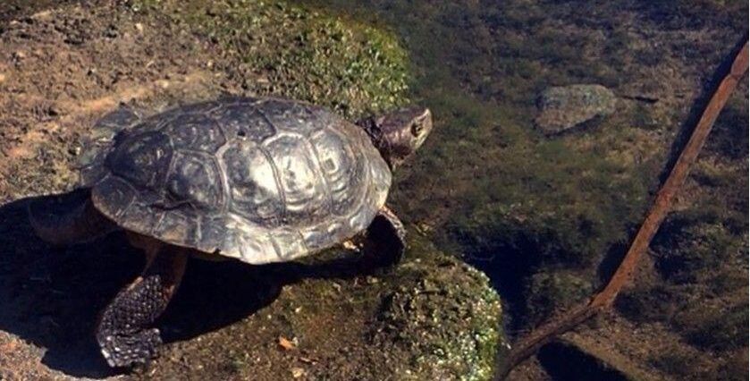 Pardee Reservoir Western Pond Turtle Translocation Pardee Reservoir Western Pond Turtle Translocation