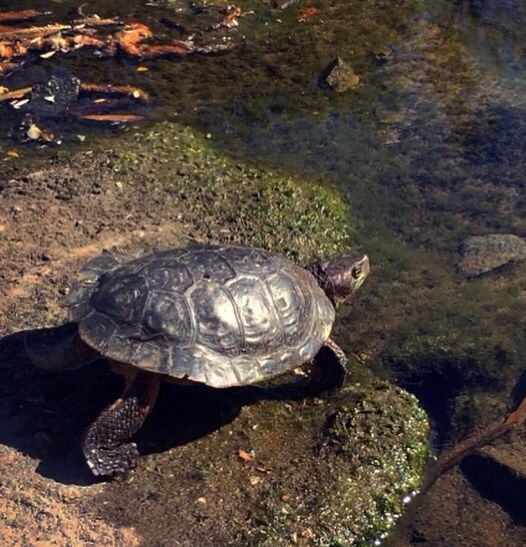 Pardee Reservoir Western Pond Turtle Translocation Pardee Reservoir Western Pond Turtle Translocation